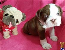 english bulldog puppy posted by Kris English Bulldogs